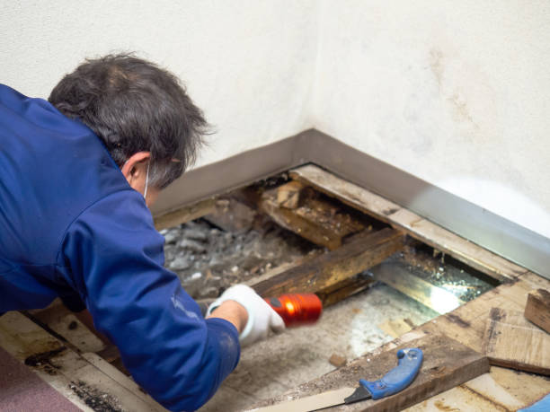 Best Mold Remediation for Specific Building Types in St Louis, MI