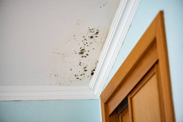 Best Bathroom Mold Remediation in St Louis, MI