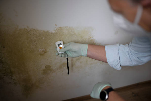 Best Mold Testing and Inspection Services in St Louis, MI