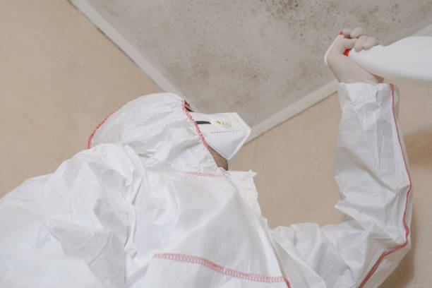 Best Post-Flood Mold Remediation in St Louis, MI
