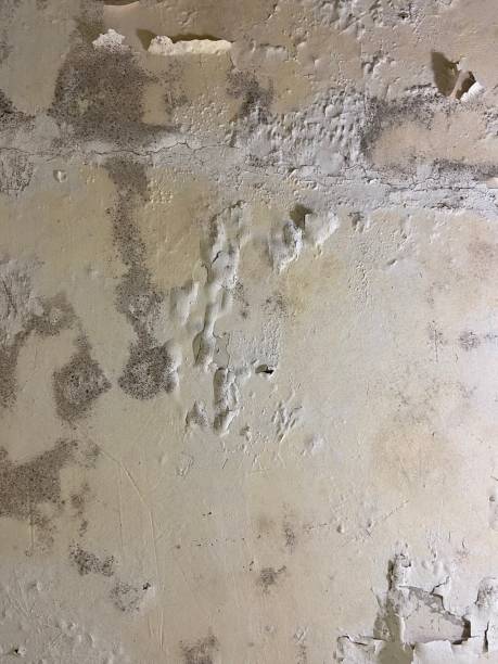 Best Black Mold Remediation in St Louis, MI