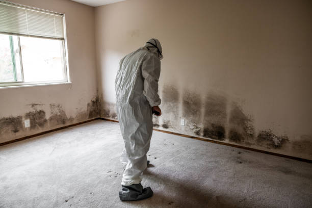 Best Health and Safety Mold Remediation in St Louis, MI