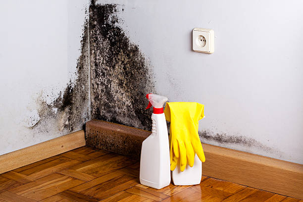 Best Industrial Mold Remediation in St Louis, MI