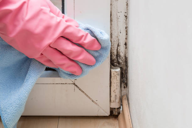 Professional Mold Remediation in St Louis, MI