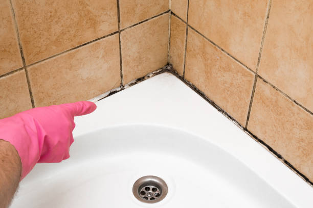 Best Residential Mold Remediation in St Louis, MI